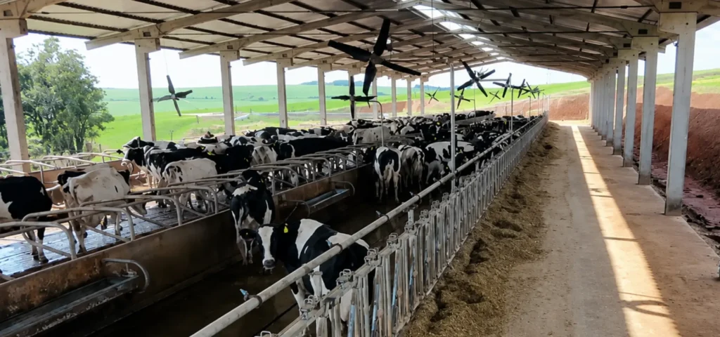 Ventilação para vacas leiteiras: quando investir e quais os benefícios?