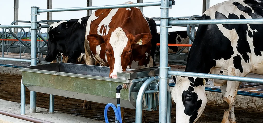 Bebedouro basculante em inox: vantagens para vacas leiteiras